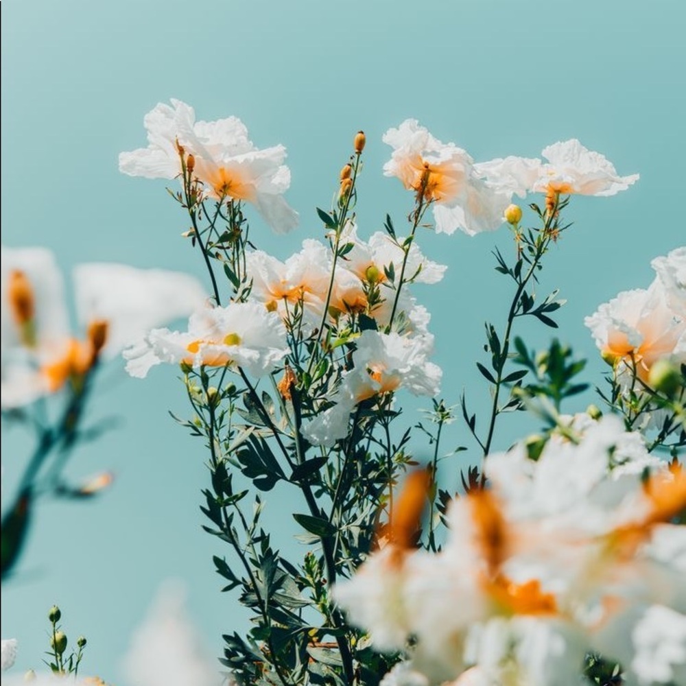 Meet your Posher, Maddie